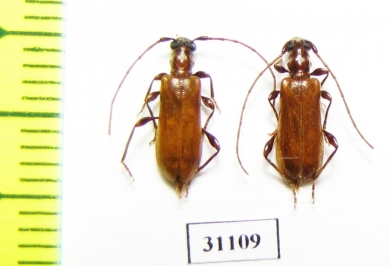 Obrium brunneum  Russia, Tver reg. - INSECTS-STORE.RU