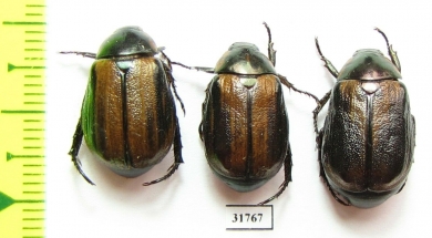 Anomala lineatopennis  Nepal - INSECTS-STORE.RU