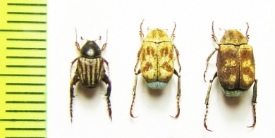 Hopliini sp.  South Africa Rep./China - INSECTS-STORE.RU