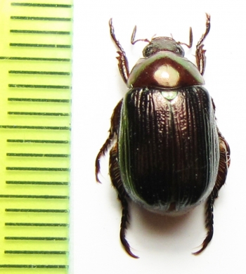 Anomala holcoptera  Vietnam - INSECTS-STORE.RU