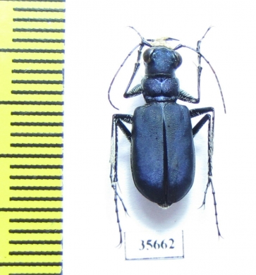 Cicindela coerulea  Kazakhstan - INSECTS-STORE.RU