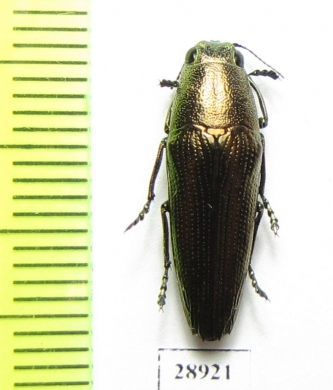 Sphenoptera sp.  Tanzania - INSECTS-STORE.RU