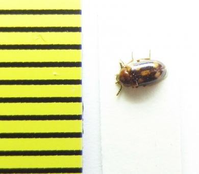 Tatratoma ancora  Belorussia - INSECTS-STORE.RU