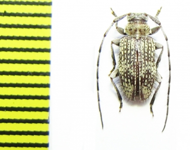 Cerambycidae sp.  Indonesia, Papua - INSECTS-STORE.RU