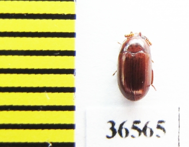 Tenebrionidae sp.  Malaysia, Borneo - INSECTS-STORE.RU