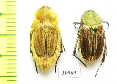Pygopleurus banghaasi, pair  Iran, Golestan prov. - INSECTS-STORE.RU