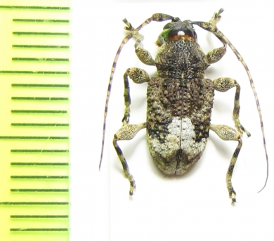 Cerambycidae sp.  French Guiana - INSECTS-STORE.RU