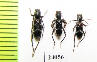 Chlorophorus gratiosus  Turkey - INSECTS-STORE.RU