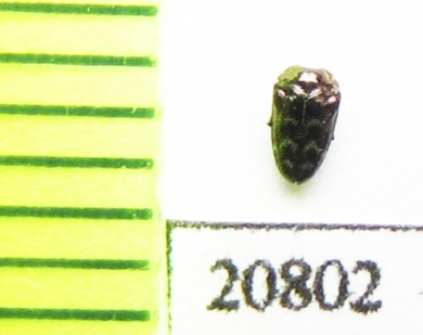 Buprestidae sp.  Laos - INSECTS-STORE.RU