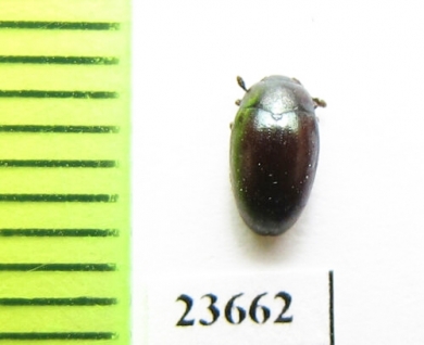 Erotylidae sp.  Malaysia, Borneo - INSECTS-STORE.RU