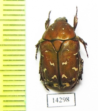 Cetoniinae sp.  Indonesia, Sulawesi - INSECTS-STORE.RU