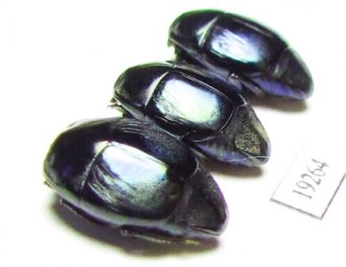 Saprinus splendens  Senegal - INSECTS-STORE.RU