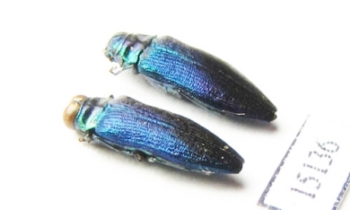 Coomaniella sp.  Laos - INSECTS-STORE.RU