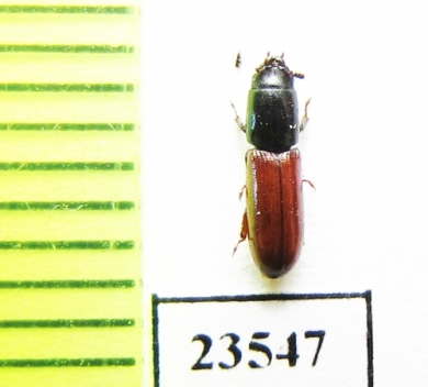 Trogossitidae sp.  Peru - INSECTS-STORE.RU