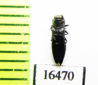 Agrilus sp.  Iran, Kurdistan prov. - INSECTS-STORE.RU