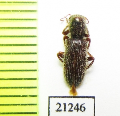 Cleridae sp.  Malaysia, Borneo - INSECTS-STORE.RU