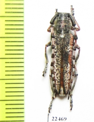 Mallosiola regina  Tajikistan - INSECTS-STORE.RU