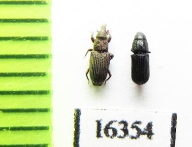 Curculionidae sp.  Russia, Krasnodar reg. - INSECTS-STORE.RU
