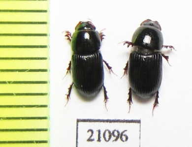 Aphodiinae sp.  Zambia - INSECTS-STORE.RU
