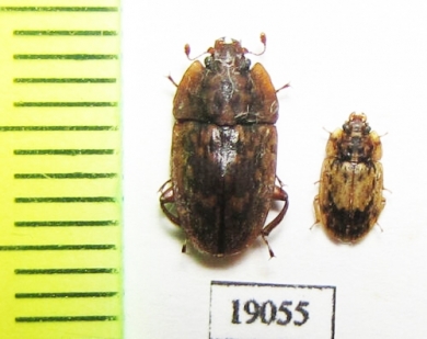 Nitidulidae sp.  Russia, Far East - INSECTS-STORE.RU