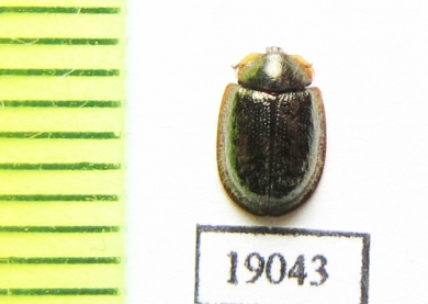Thymalus sp.  Russia, Far East - INSECTS-STORE.RU