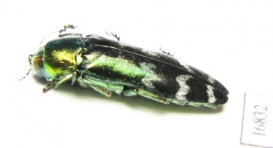 Coraebus spectabilis  Laos - INSECTS-STORE.RU