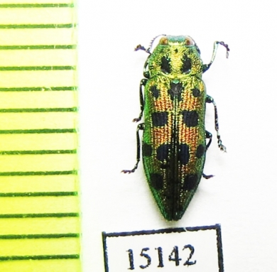 Lamprodila sp.  Laos - INSECTS-STORE.RU