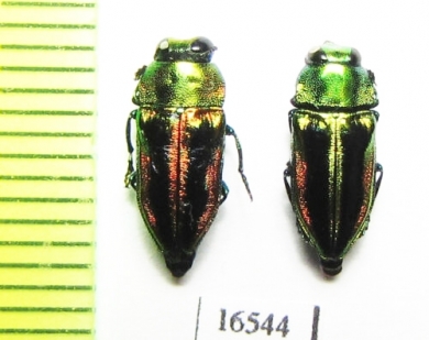 Cylindrophora maulica  Chile - INSECTS-STORE.RU