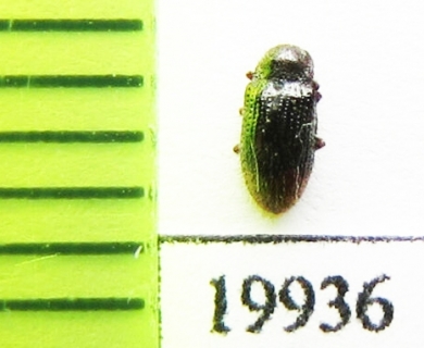 Dryopidae sp.  Indonesia, Sumatra - INSECTS-STORE.RU