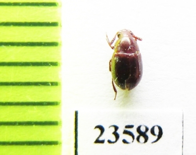Tenebrionidae sp.  Madagascar - INSECTS-STORE.RU
