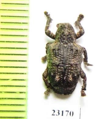 Curculionidae sp.  Zambia - INSECTS-STORE.RU
