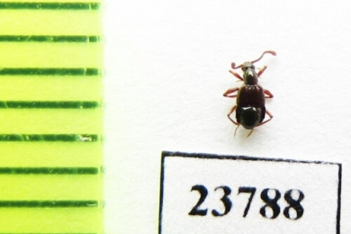 Pselaphidae sp.  Russia, Tver reg. - INSECTS-STORE.RU