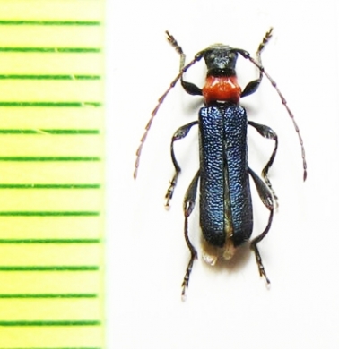 Lampropterus ruficollis  USA - INSECTS-STORE.RU