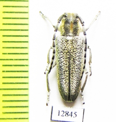 Oxylia argentata  Armenia - INSECTS-STORE.RU