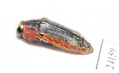 Buprestidae sp.  Togo - INSECTS-STORE.RU