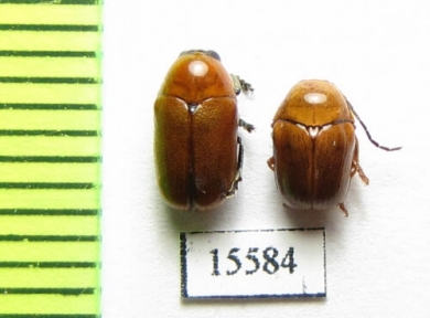 Chrysomelidae sp.  Laos - INSECTS-STORE.RU