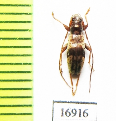 Cerambycidae sp.  New Zealand - INSECTS-STORE.RU