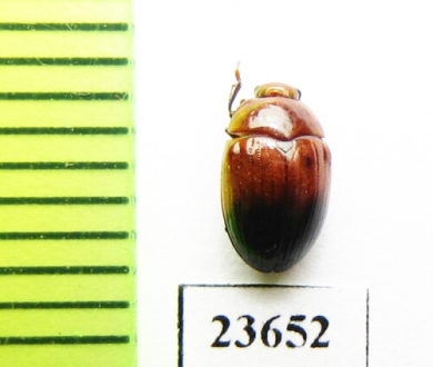 Erotylidae sp.  Indonesia, Sumatra - INSECTS-STORE.RU