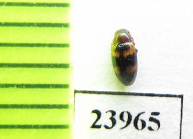 Dacne maculata  Russia, Far East - INSECTS-STORE.RU
