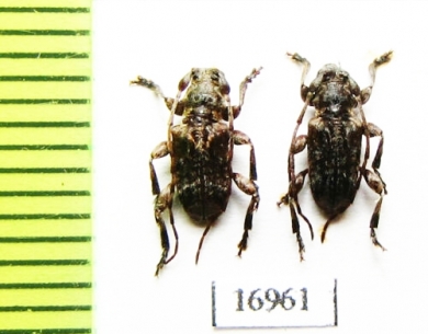 Cerambycidae sp.  New Zealand - INSECTS-STORE.RU