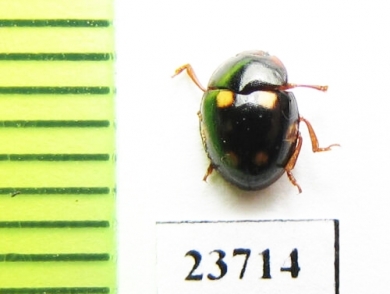 Erotylidae sp.  Indonesia, Sumatra - INSECTS-STORE.RU
