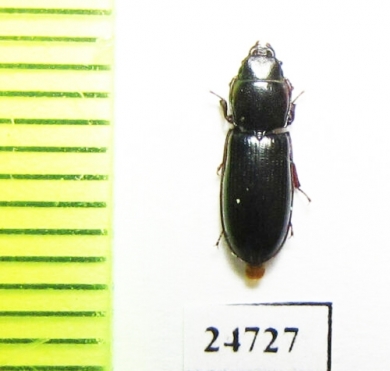 Trogossitidae sp.  Mexico - INSECTS-STORE.RU