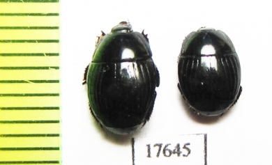 Hister gehini  South Africa Rep. - INSECTS-STORE.RU