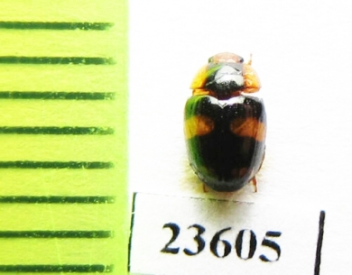 Erotylidae sp.  Malaysia - INSECTS-STORE.RU