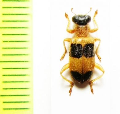 Cleridae sp. Laos - INSECTS-STORE.RU