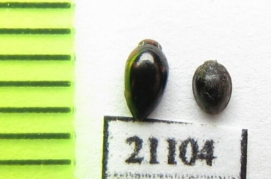Coleoptera sp.  Thailand - INSECTS-STORE.RU