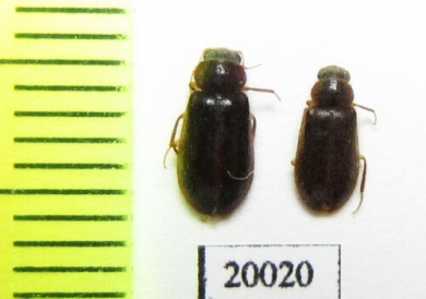 Anobiidae sp.  Iran, Ilam prov. - INSECTS-STORE.RU
