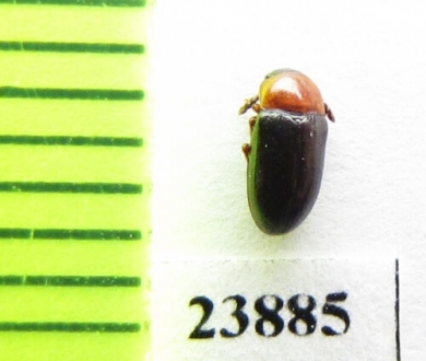 Triplax ? rubrica  Turkmenistan - INSECTS-STORE.RU