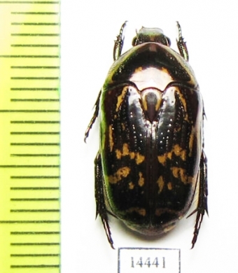 Poecilopharis sp.  Indonesia, Papua - INSECTS-STORE.RU
