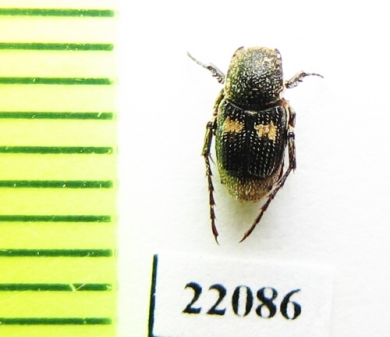 Valginae sp.  Zambia - INSECTS-STORE.RU